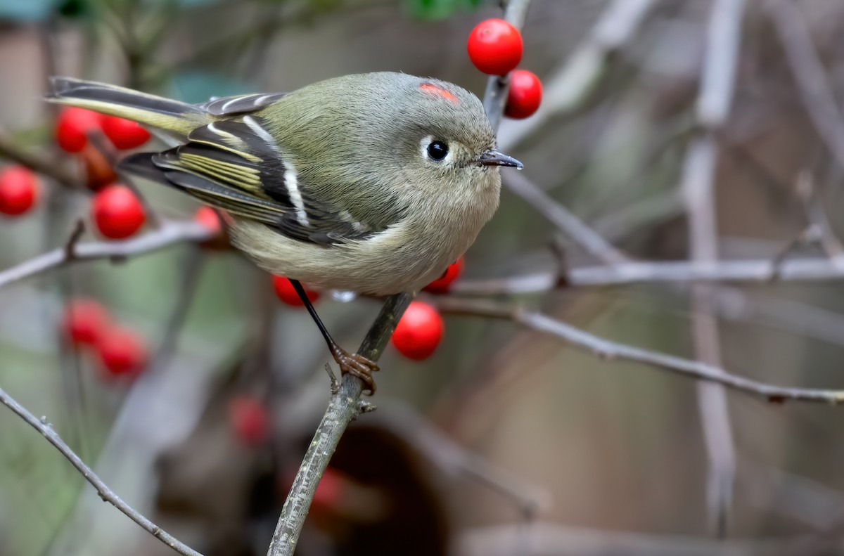 Ruby-crowned Kinglet - ML400838251