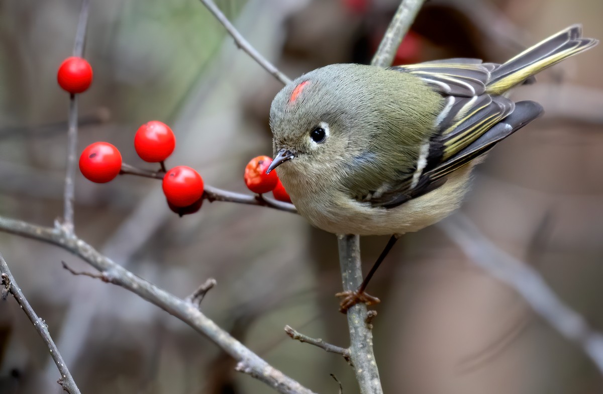 Ruby-crowned Kinglet - ML400838261