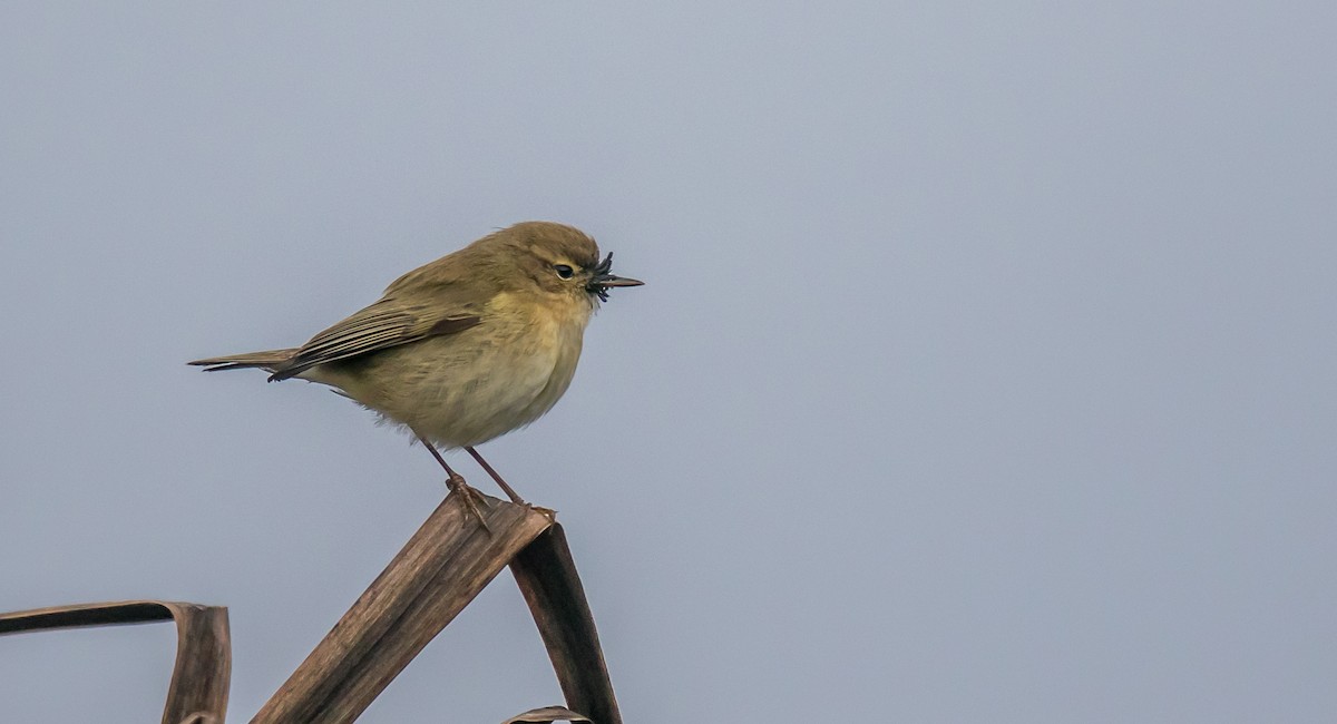 Mosquitero Común - ML400838451