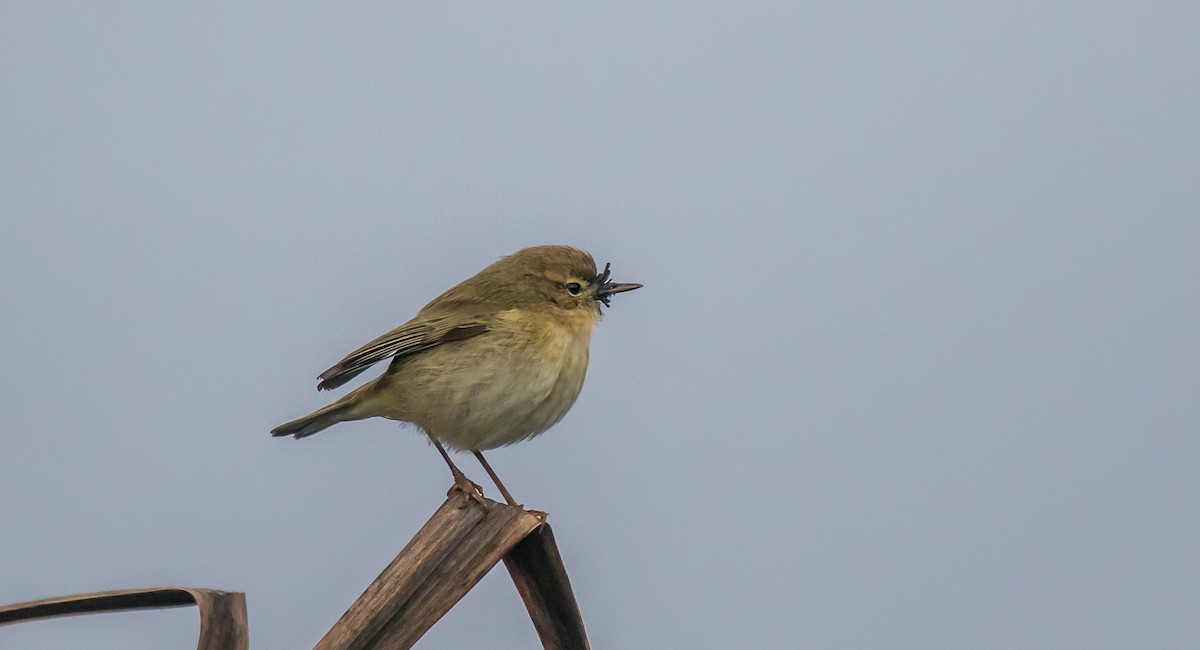 Common Chiffchaff - ML400838481