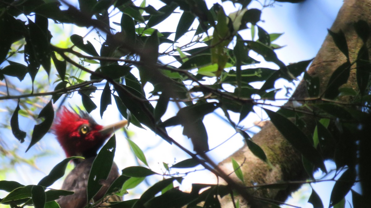 Pale-billed Woodpecker - ML400838751