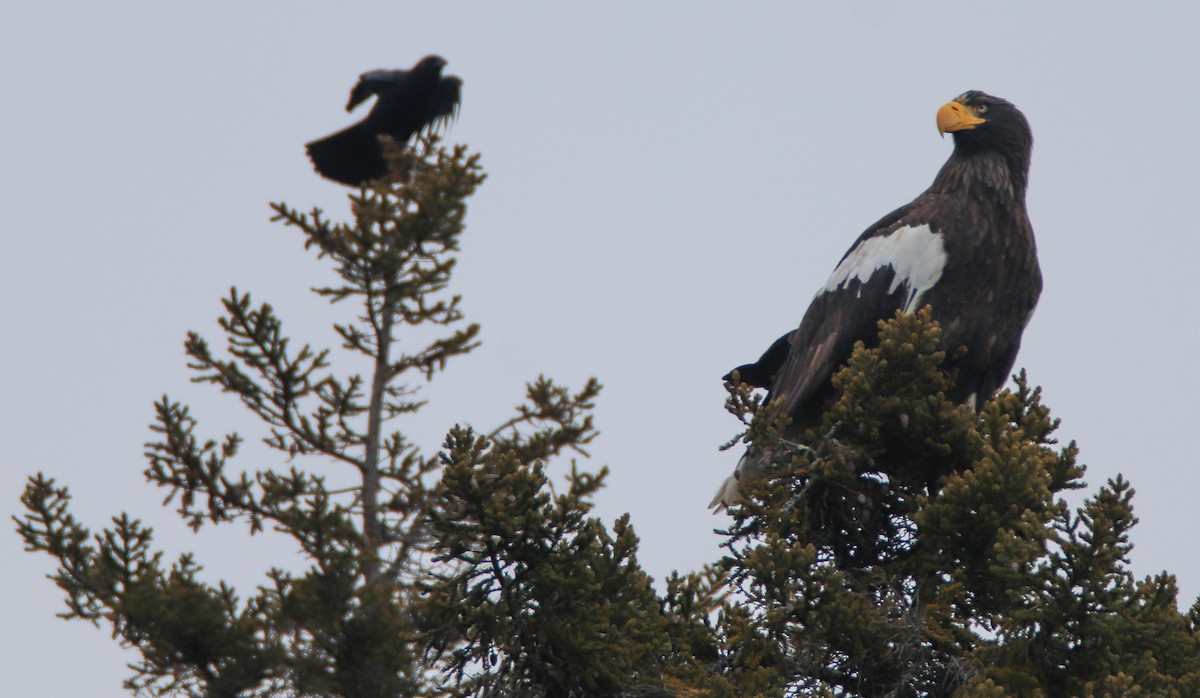 Steller's Sea-Eagle - Zachary Holderby