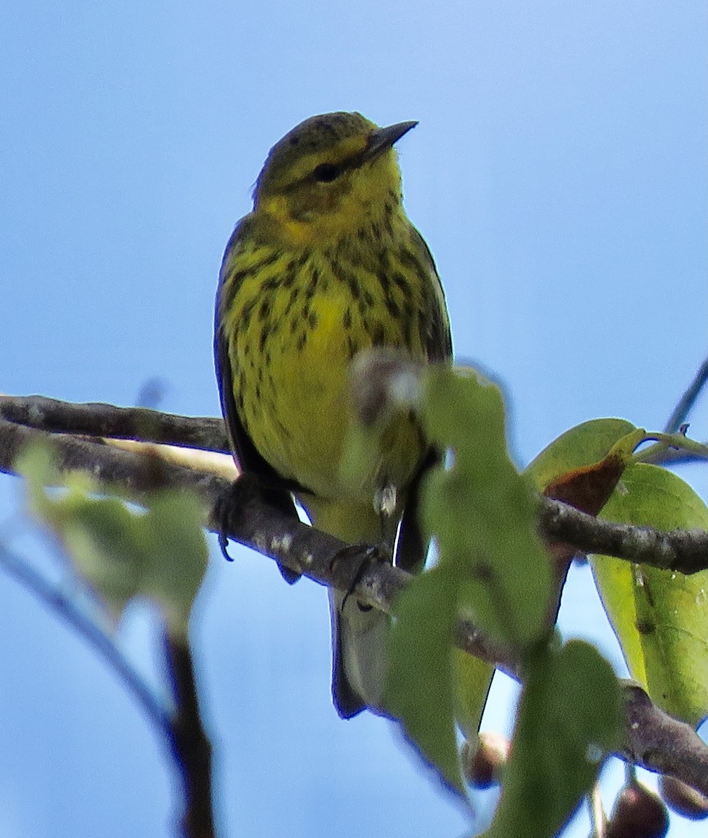 Cape May Warbler - Don Witter