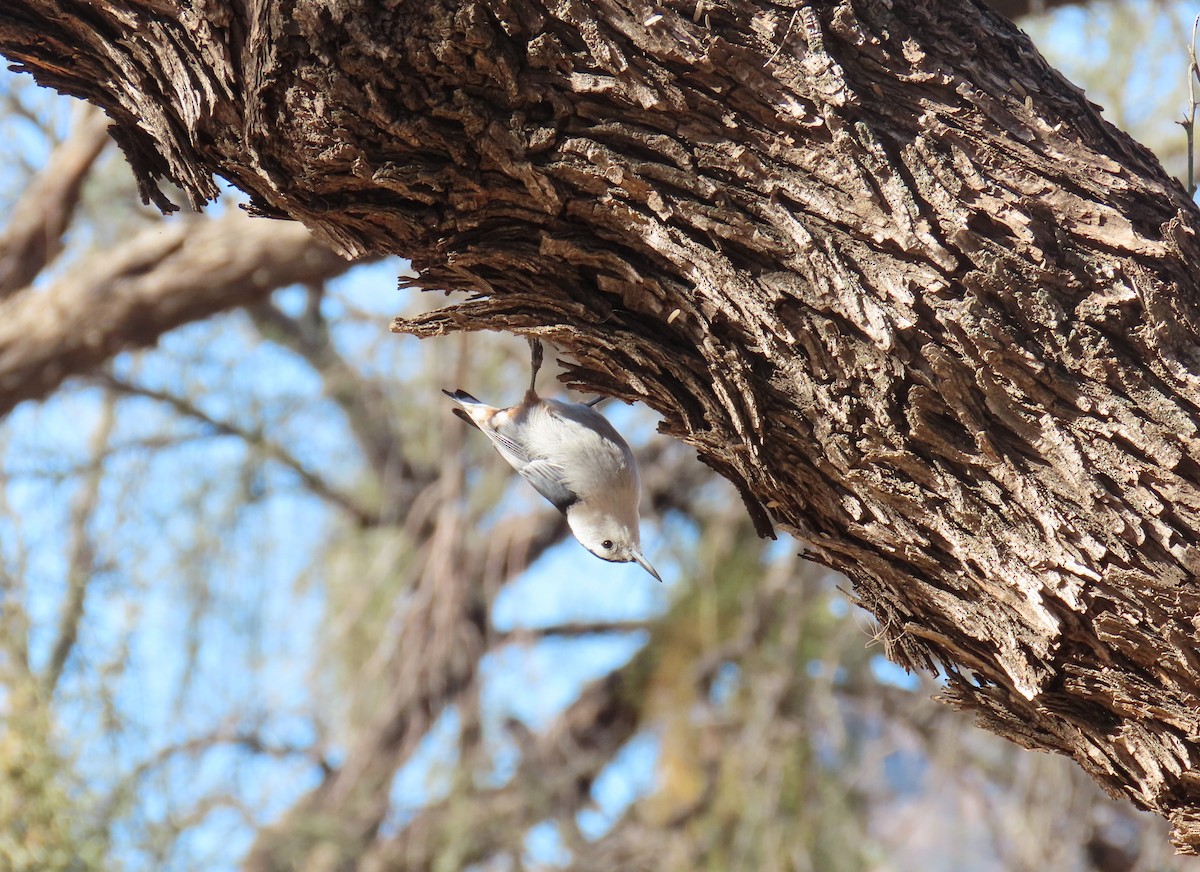 White-breasted Nuthatch - Alan Morris