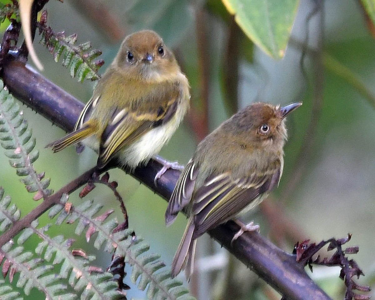 Yungas Tody-Tyrant - ML400841571