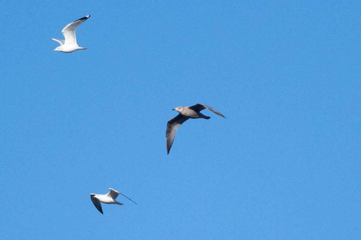 Herring Gull - ML400841821