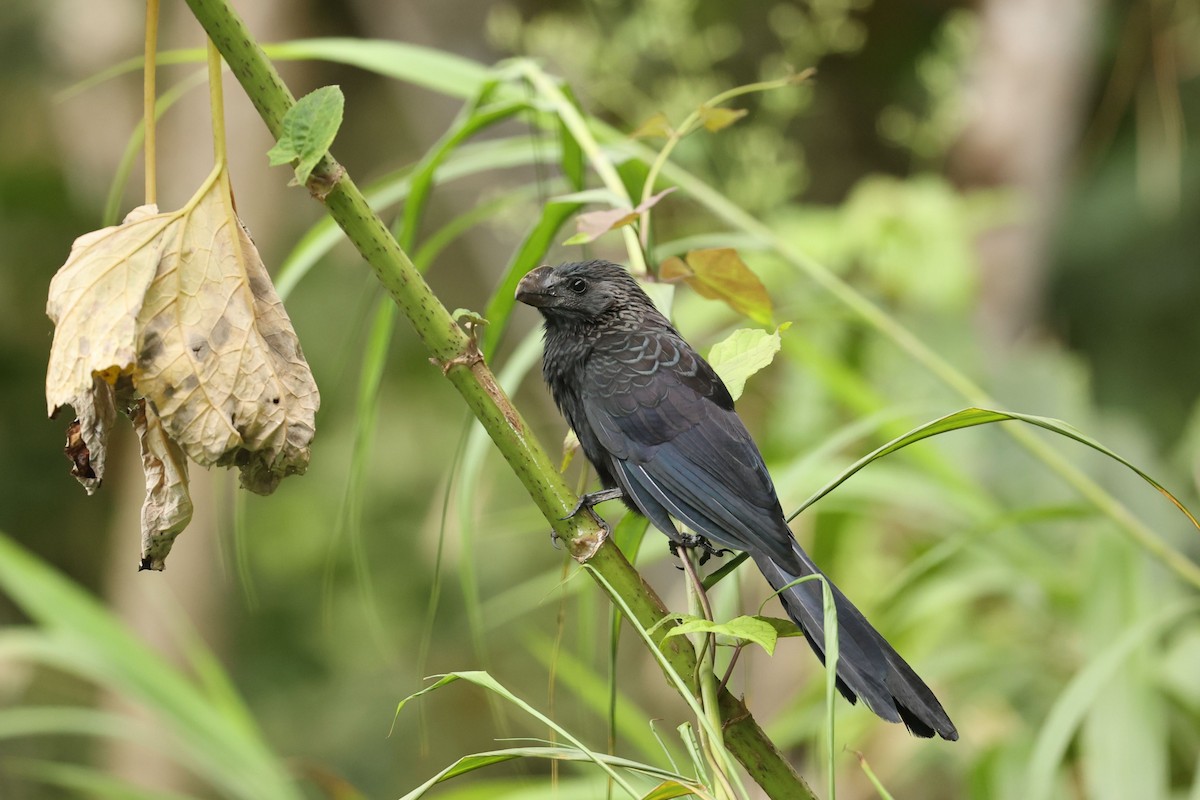 Smooth-billed Ani - ML400841861