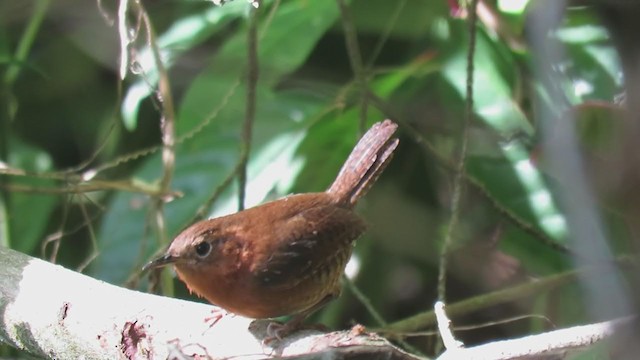 Rufous-browed Wren - ML400842451