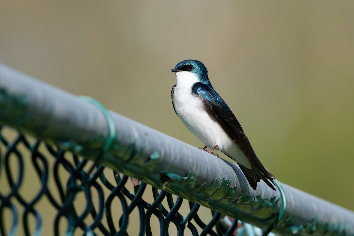 Tree Swallow - ML400843121