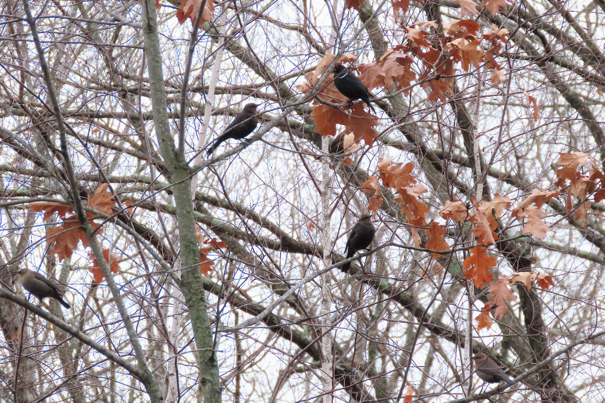 Rusty Blackbird - ML400843711