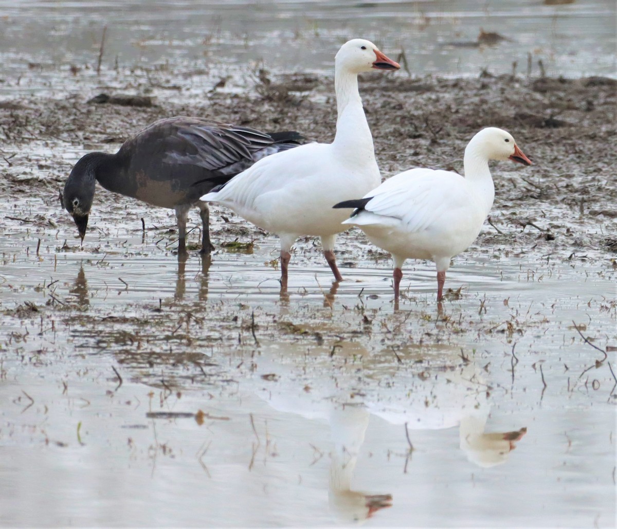 Snow Goose - ML400843731