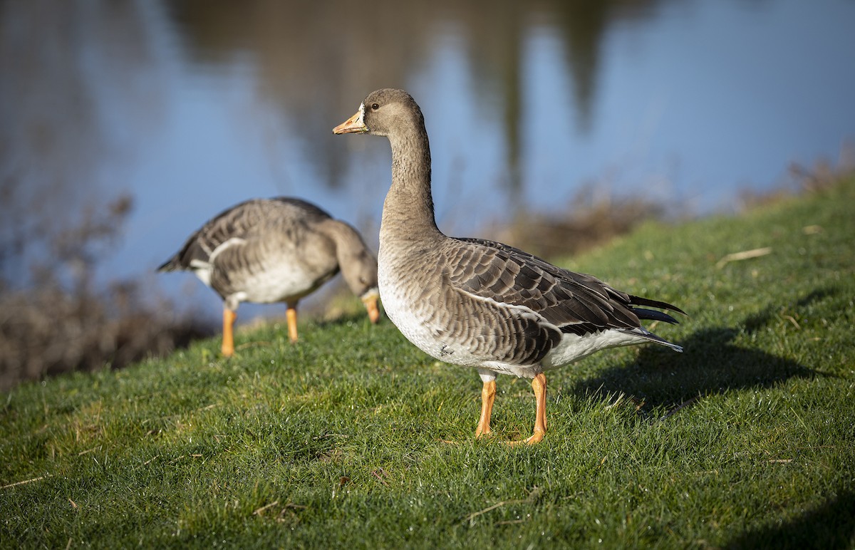 Greater White-fronted Goose - ML400844091