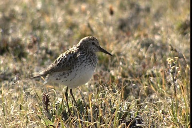 White-rumped Sandpiper - ML400845