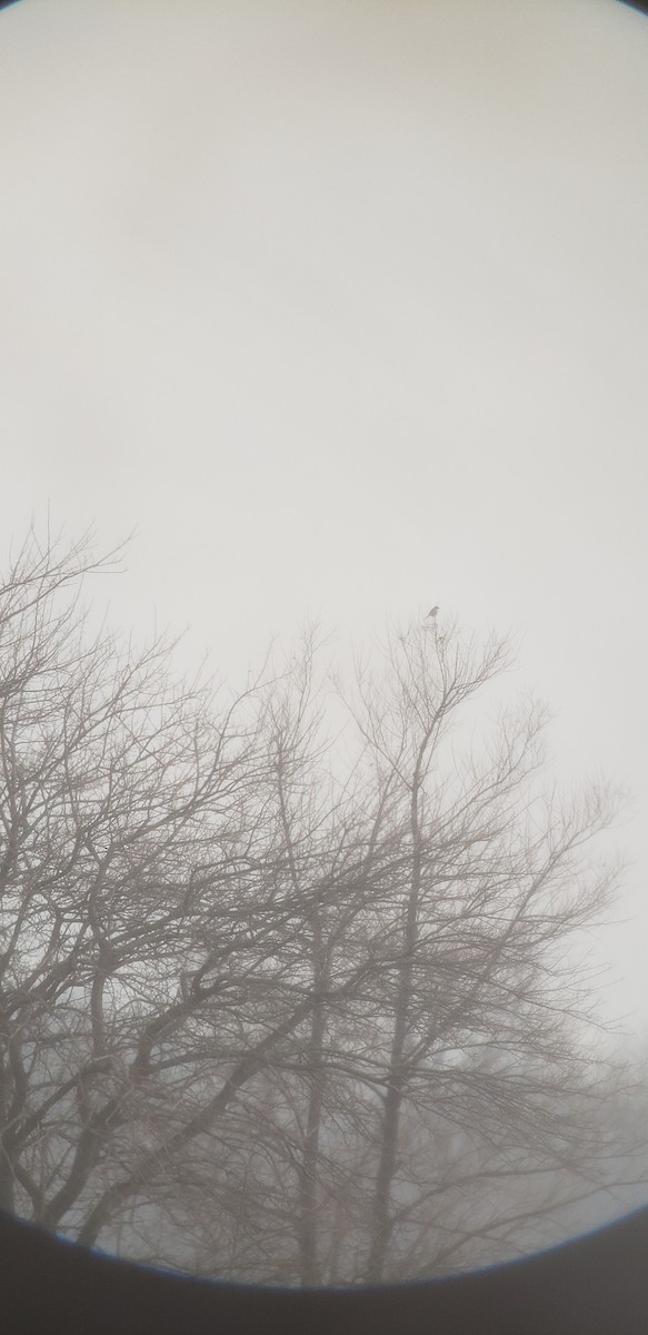 Northern Shrike - ML400845121