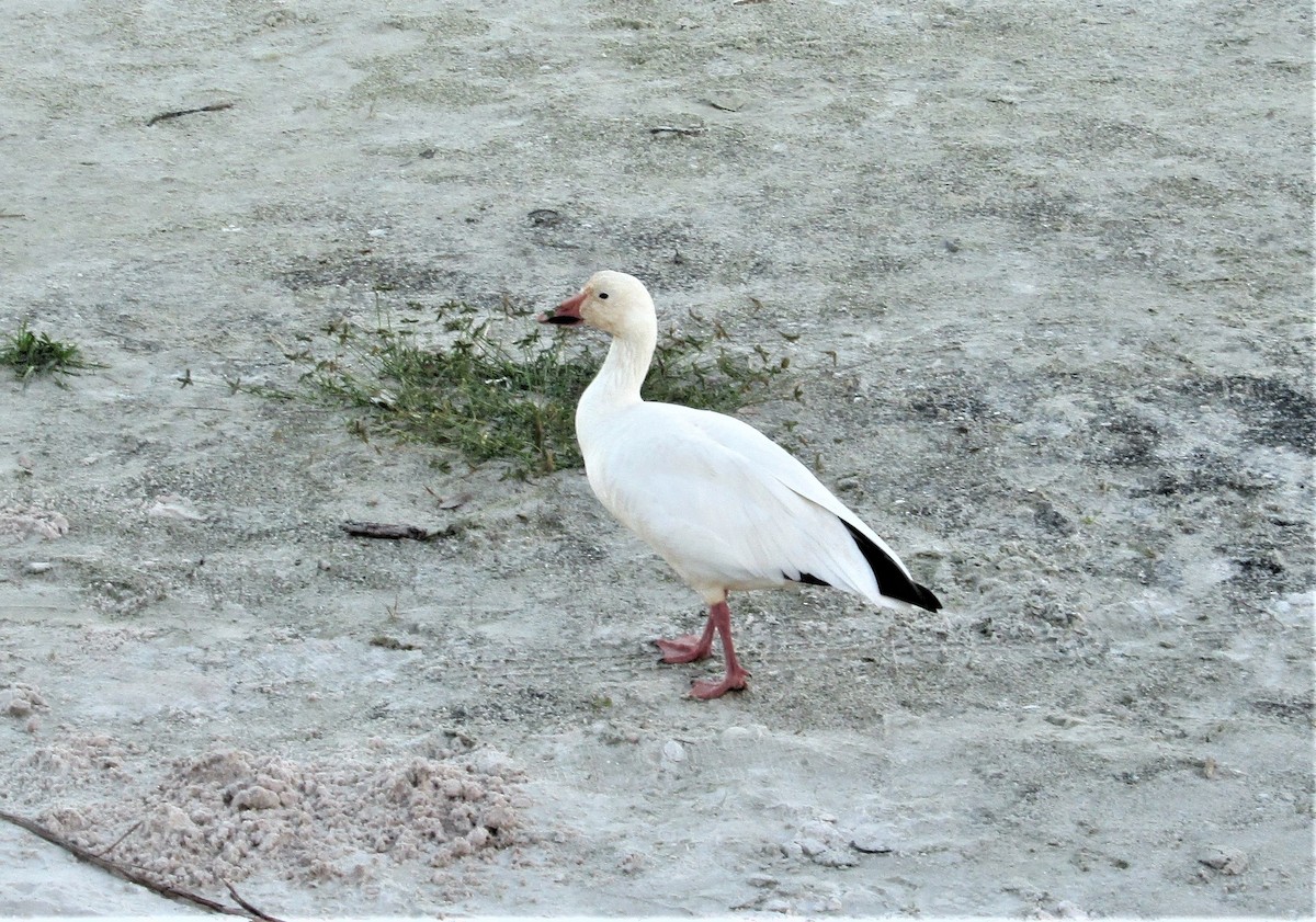 Snow Goose - ML400846171