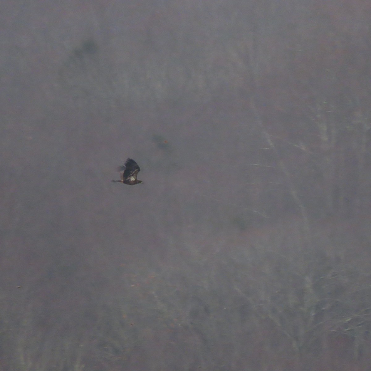 Bald Eagle - ML400846321