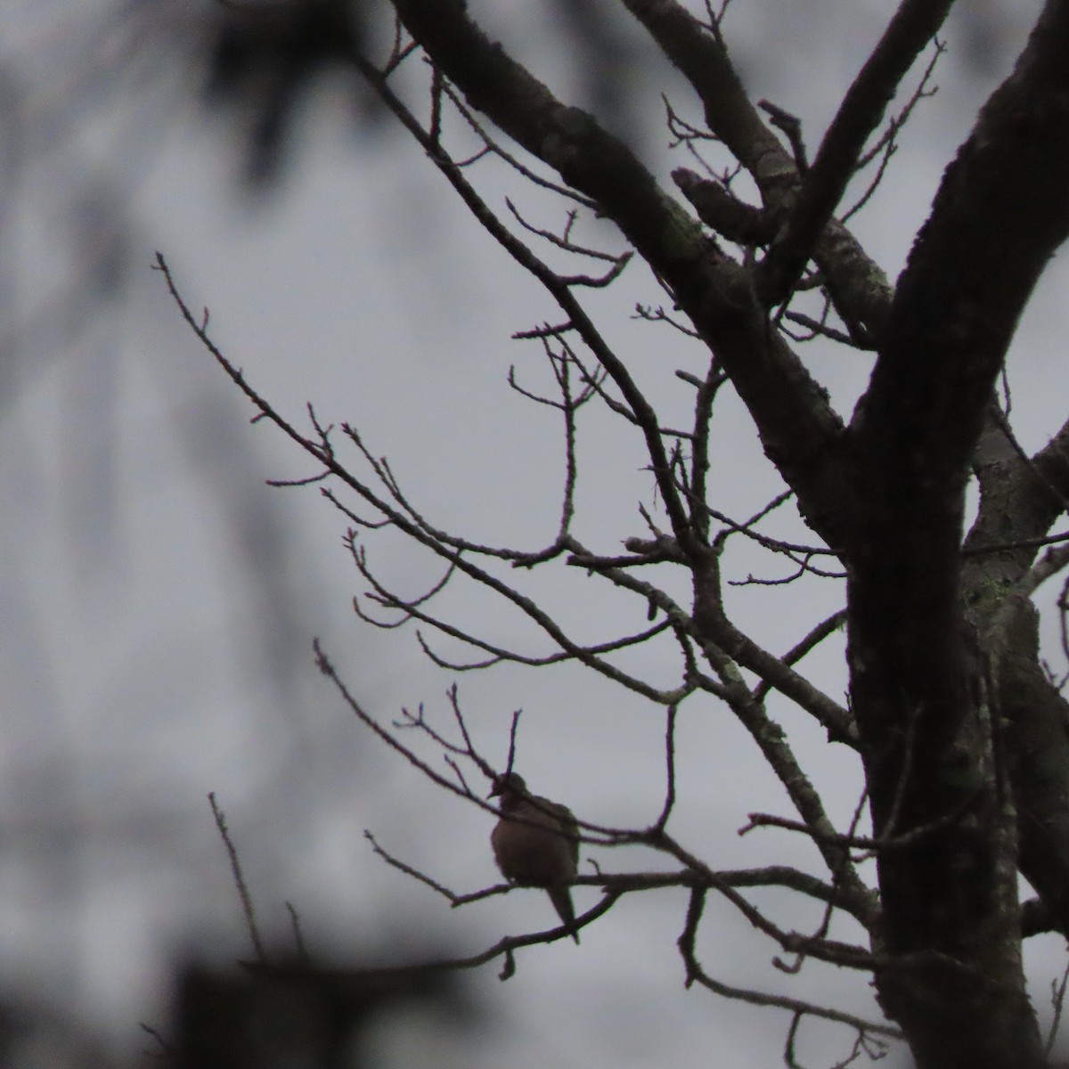 Mourning Dove - ML400846451