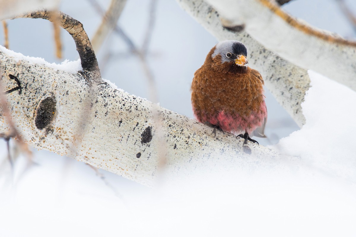 Gray-crowned Rosy-Finch - ML400849841
