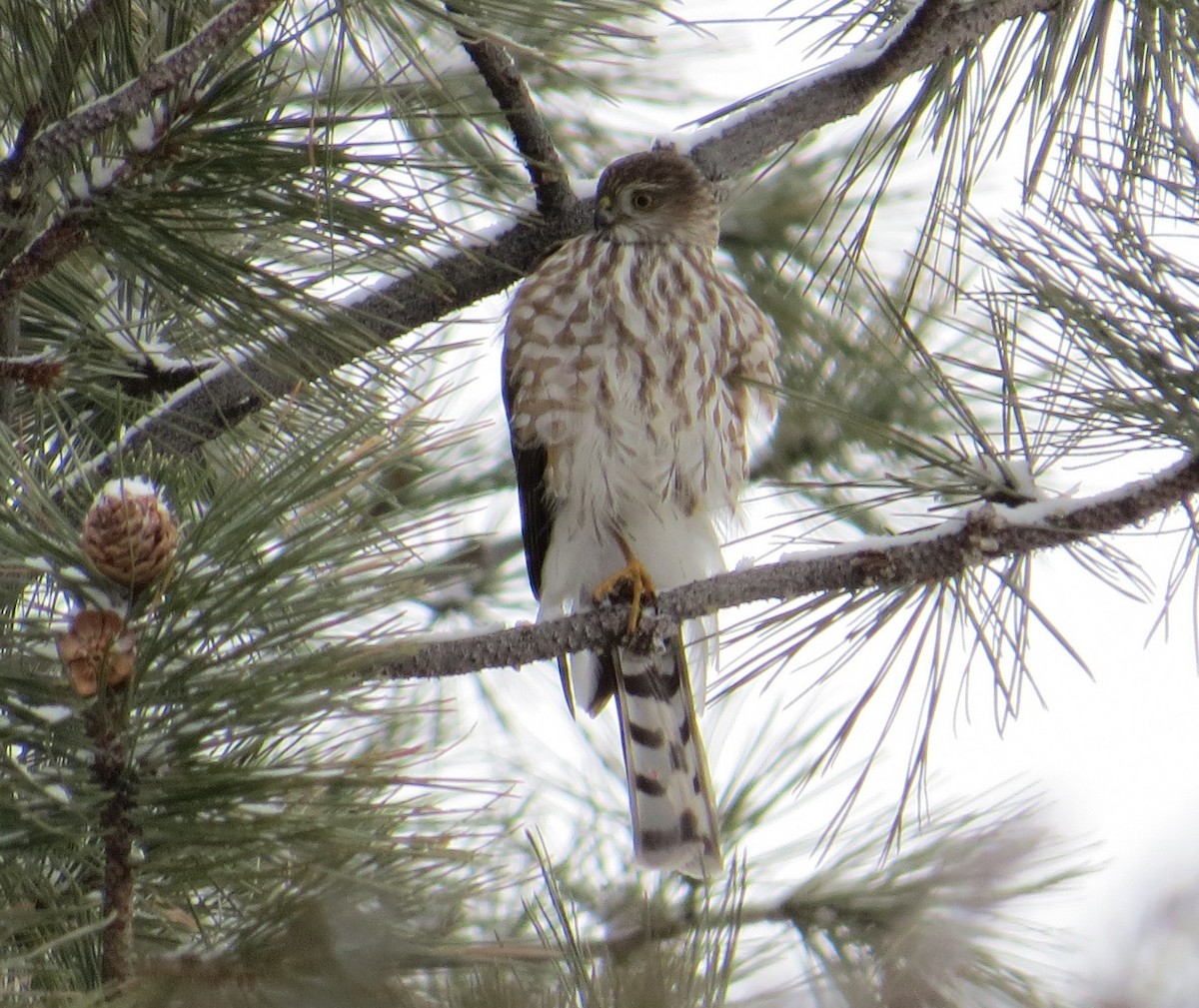 Sharp-shinned Hawk - ML400851791