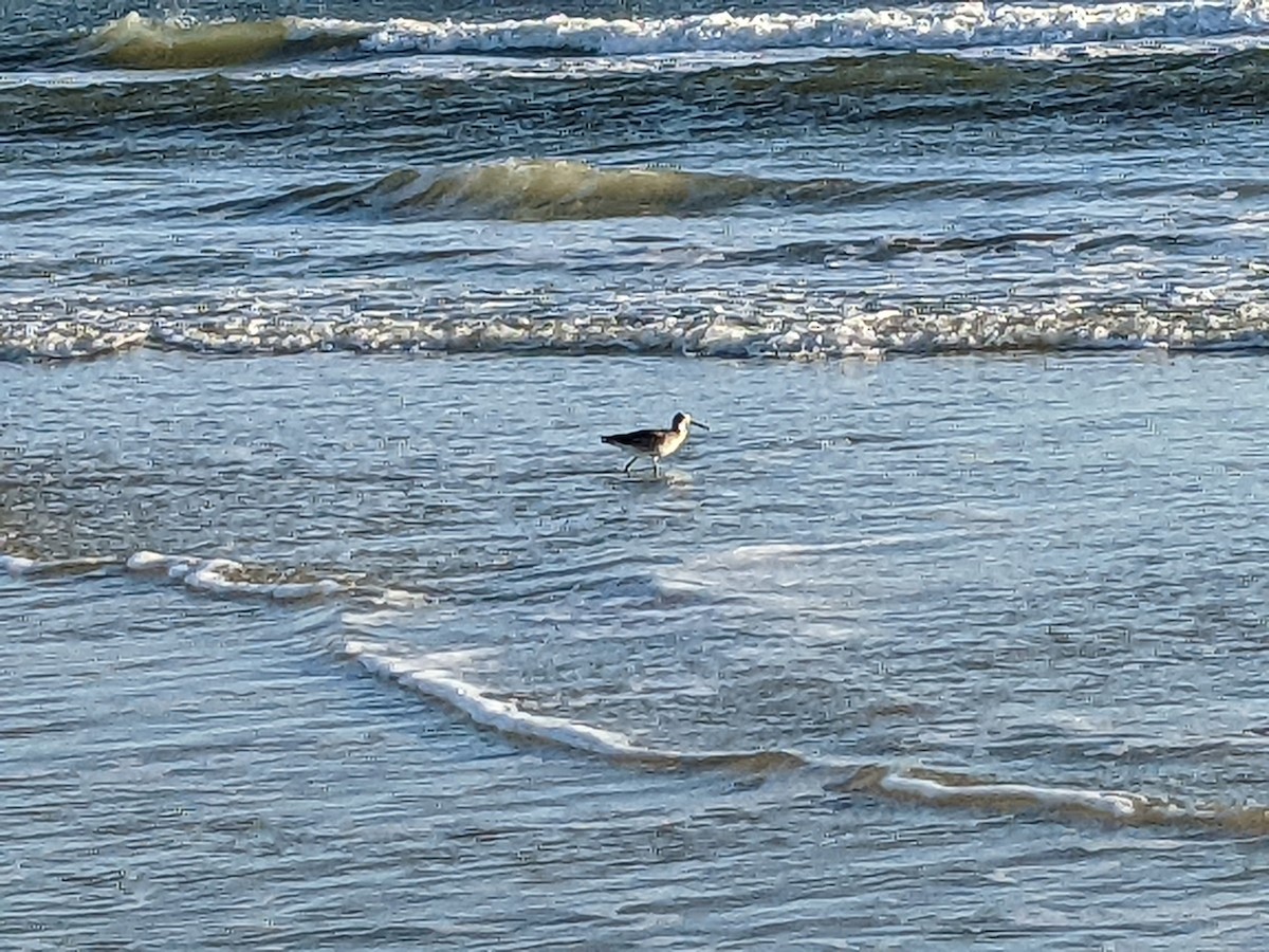 Playero Aliblanco - ML400852291