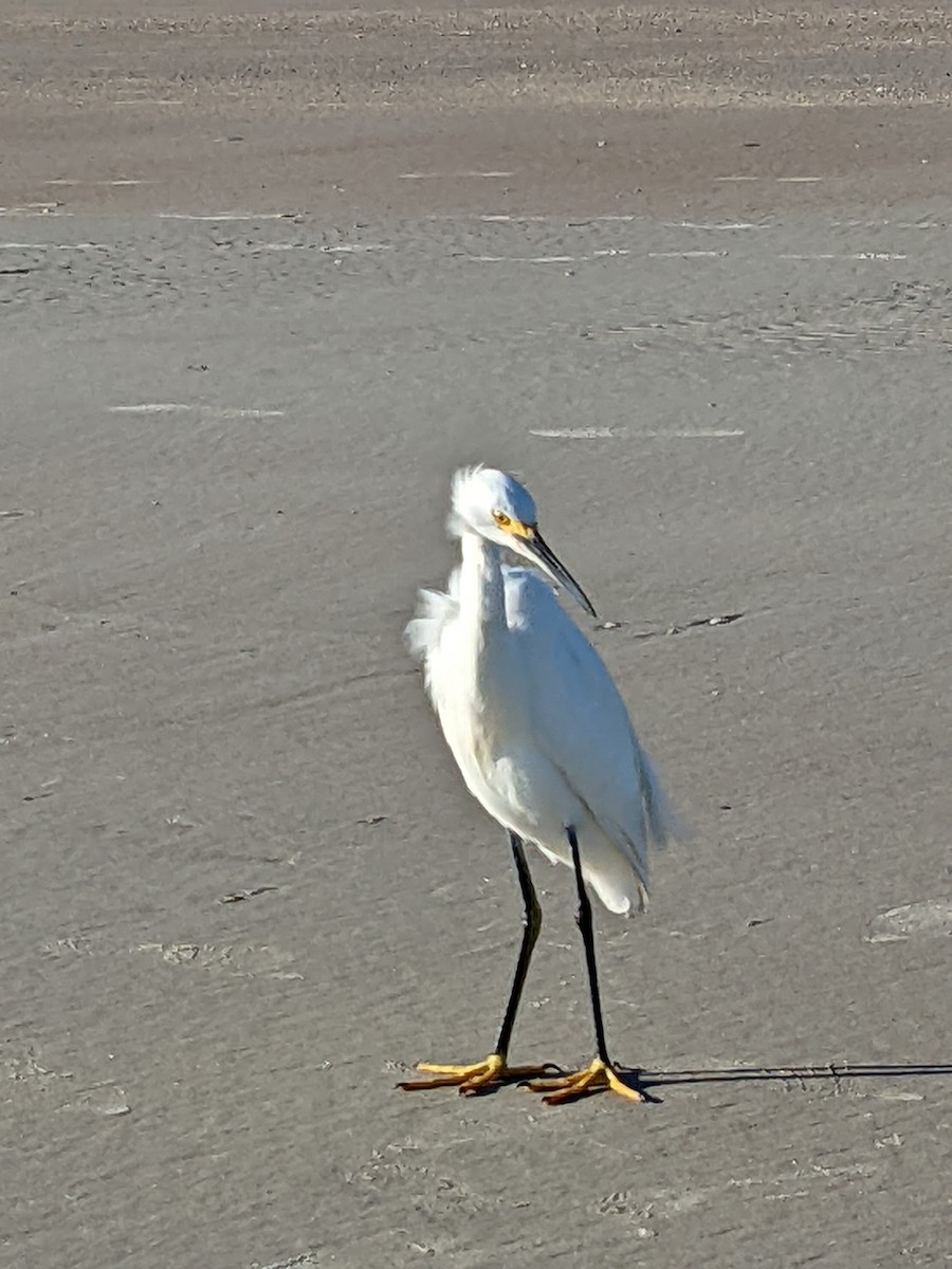 Snowy Egret - Kiko Diaz