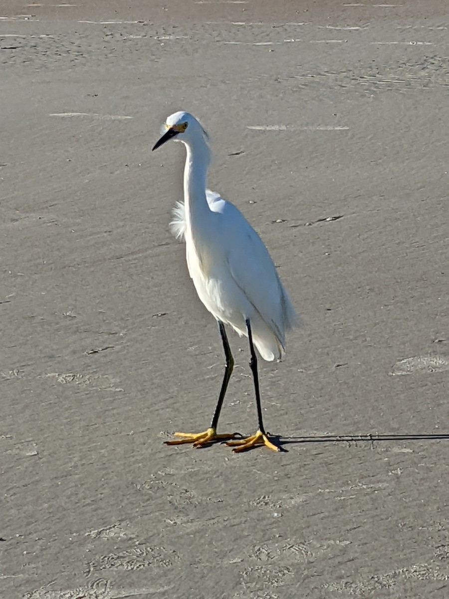 Snowy Egret - ML400852421