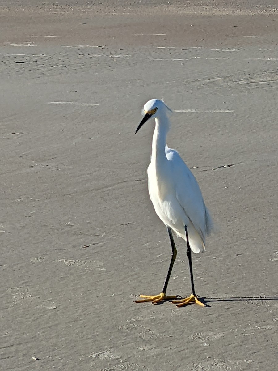 Snowy Egret - ML400852471