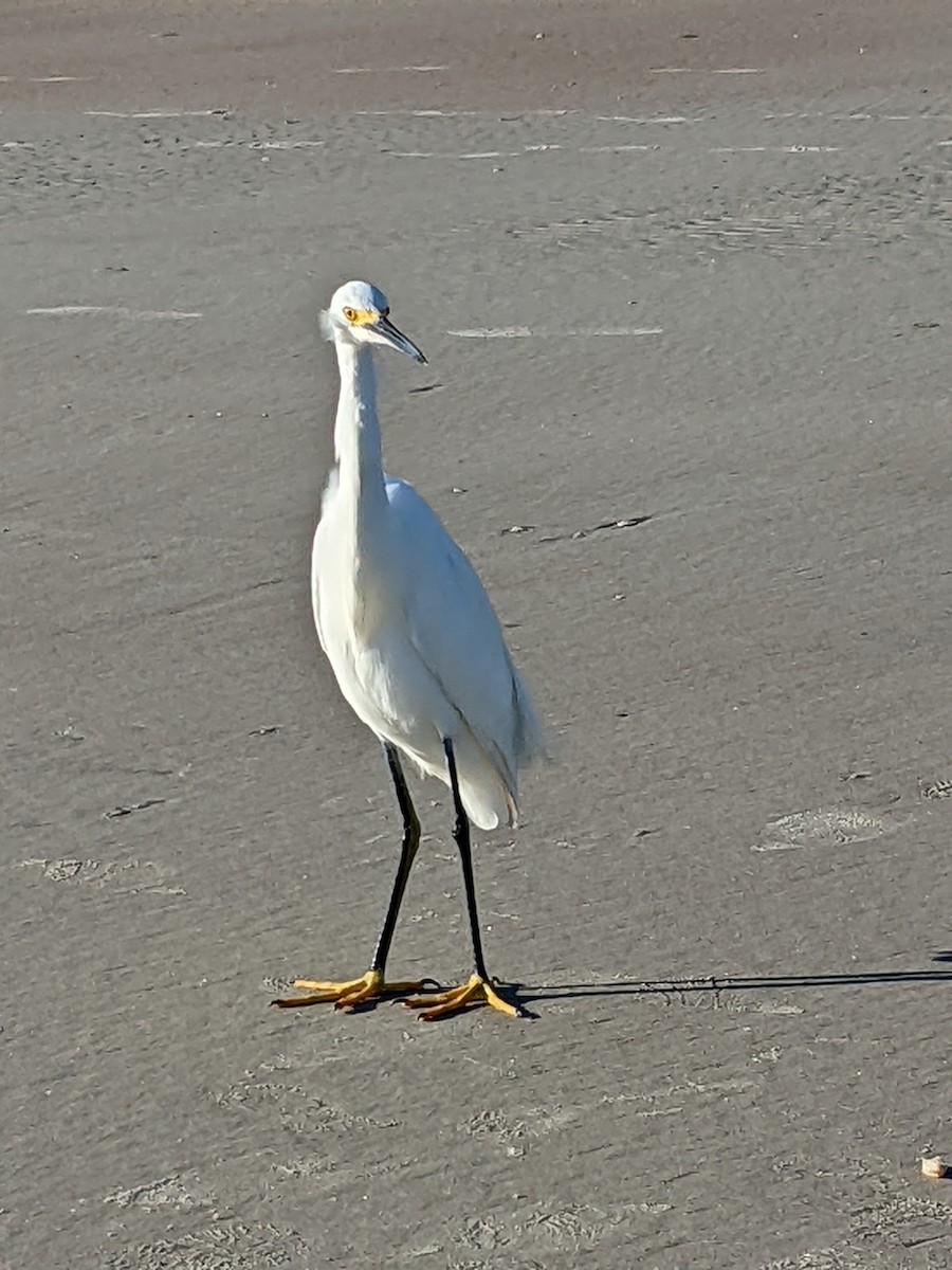 Snowy Egret - Kiko Diaz