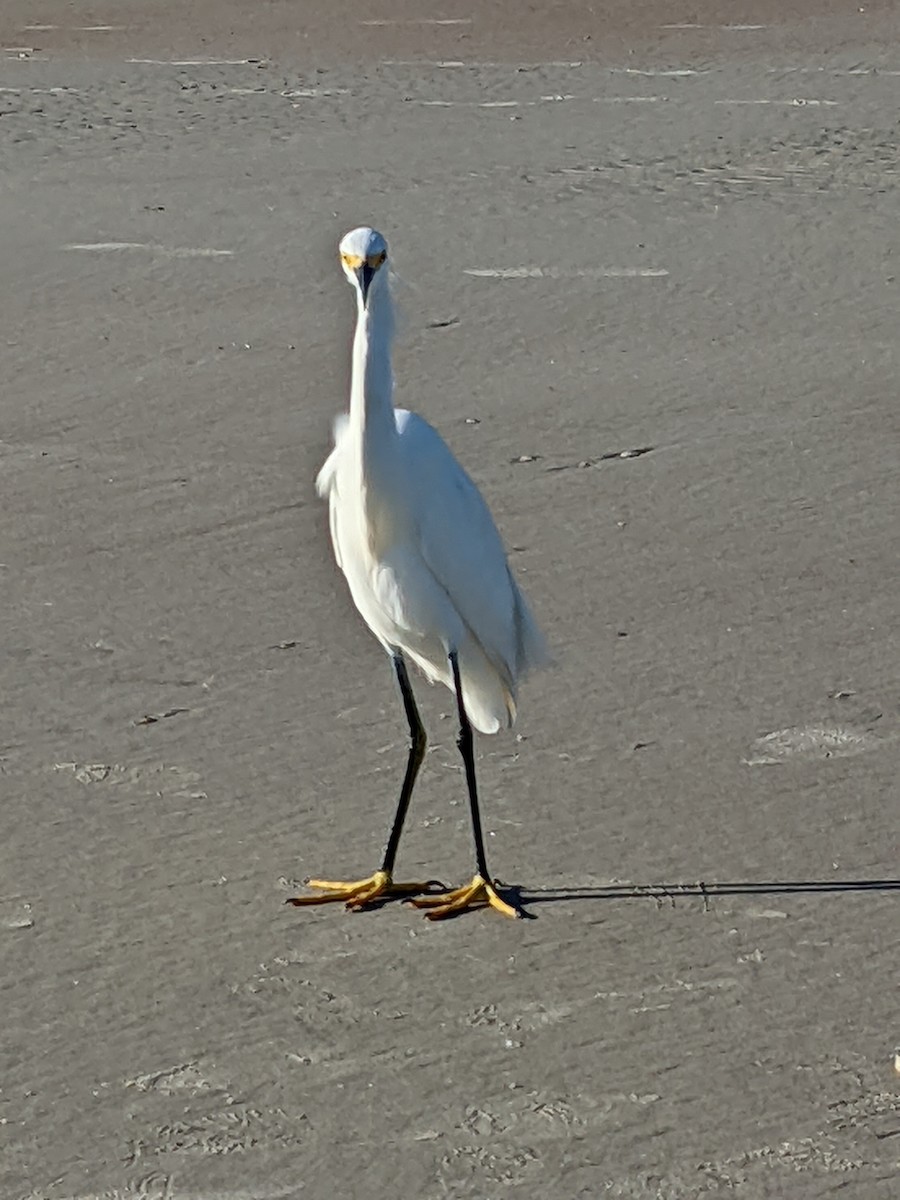 Snowy Egret - ML400852491