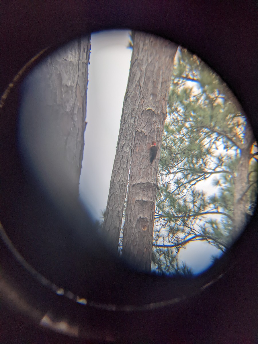 Pileated Woodpecker - Kiko Diaz