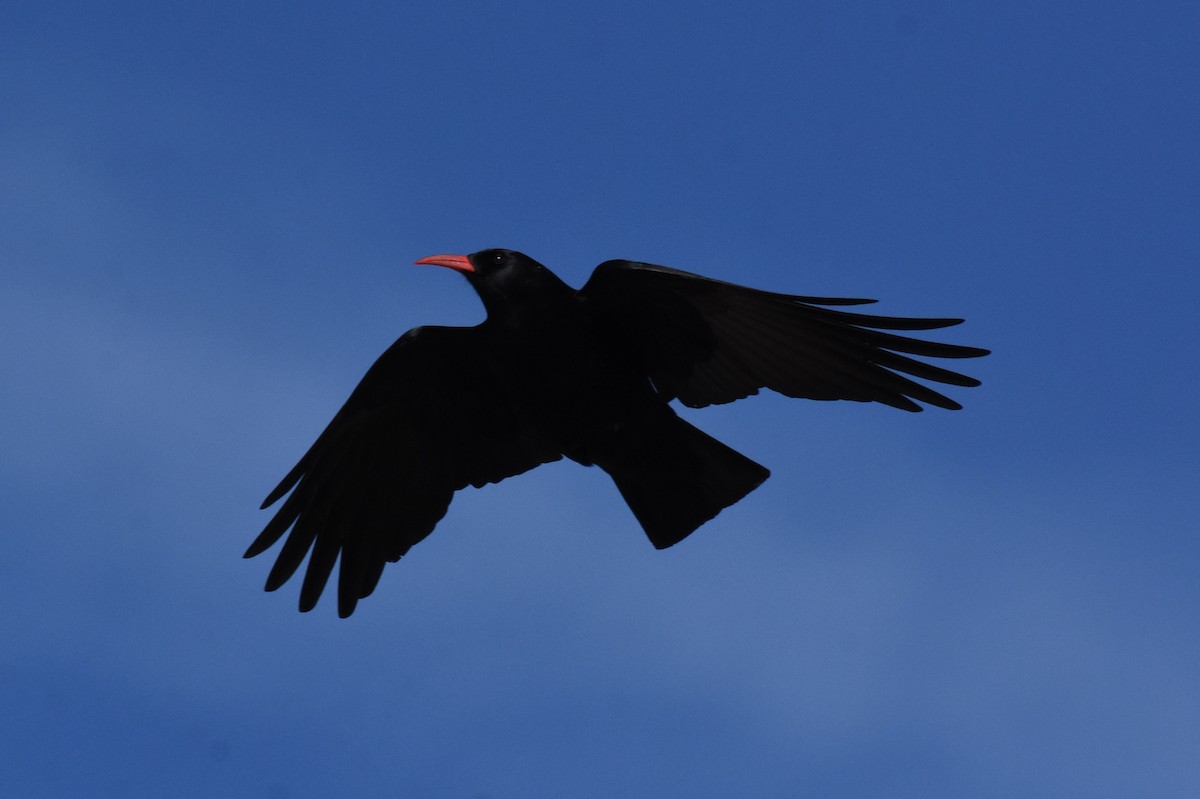 Red-billed Chough - ML400854741