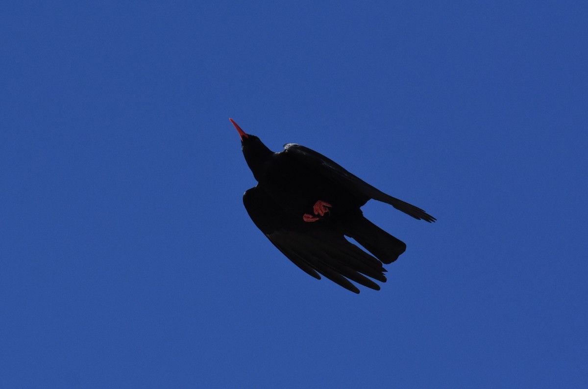 Red-billed Chough - ML400854751