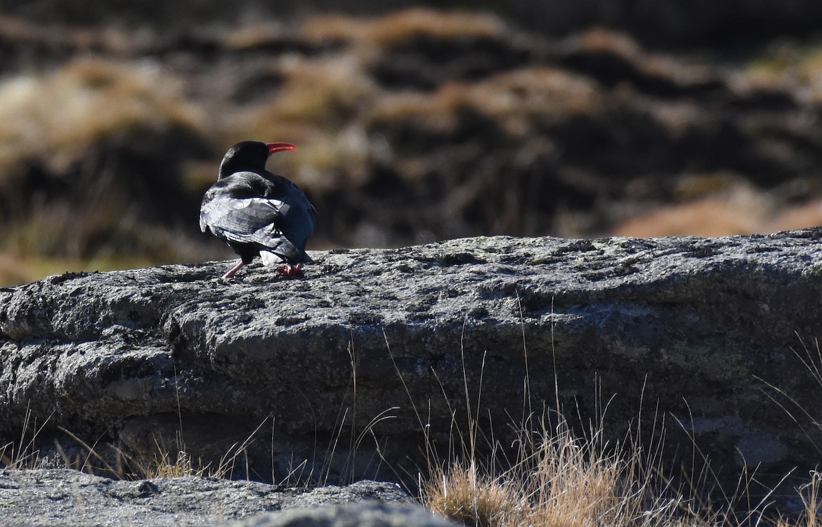 Red-billed Chough - ML400854761