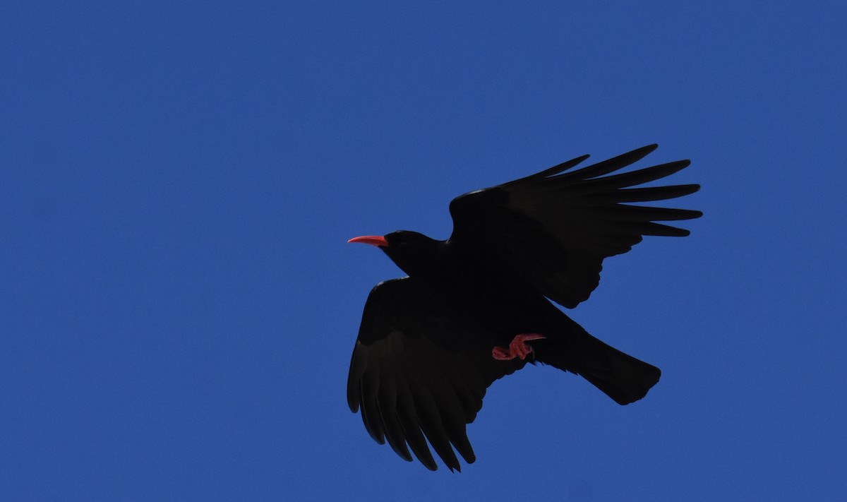 Red-billed Chough - ML400854771