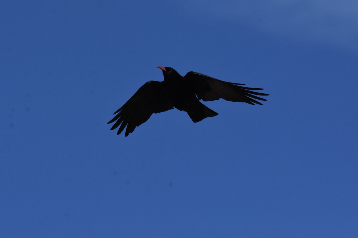 Red-billed Chough - ML400854791