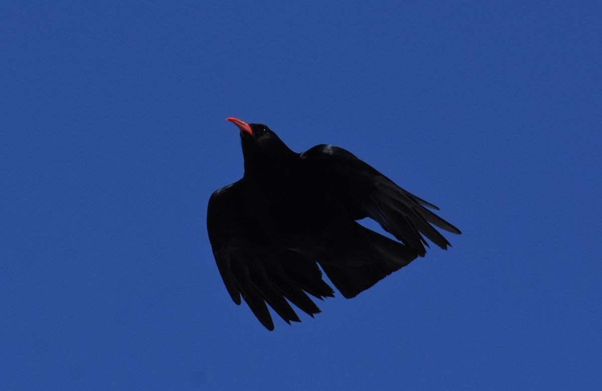 Red-billed Chough - ML400854801