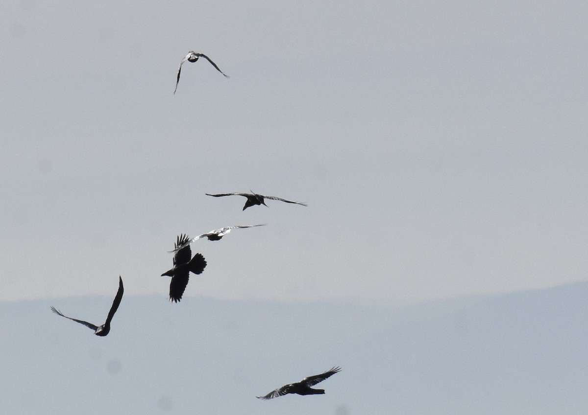 Red-billed Chough - ML400854841