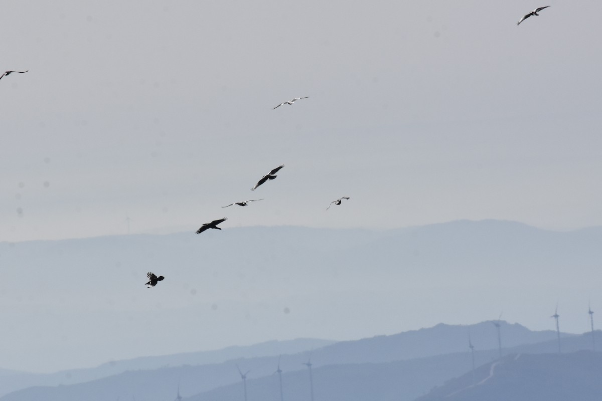 Red-billed Chough - ML400854851