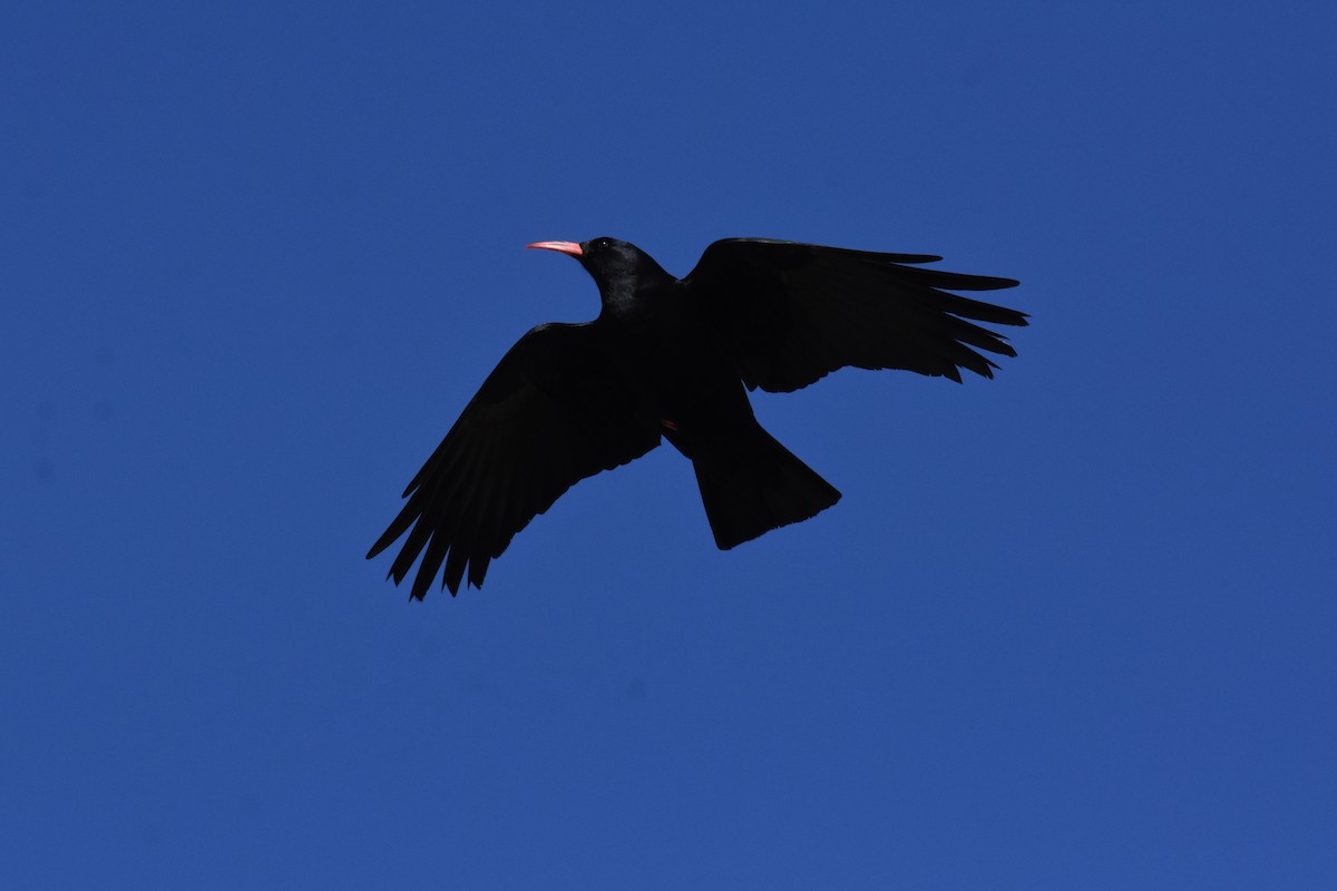 Red-billed Chough - ML400854871