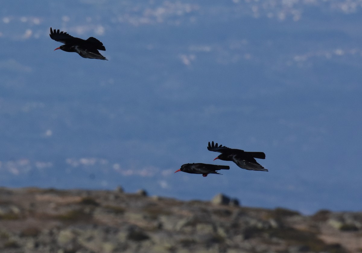 Red-billed Chough - ML400854891