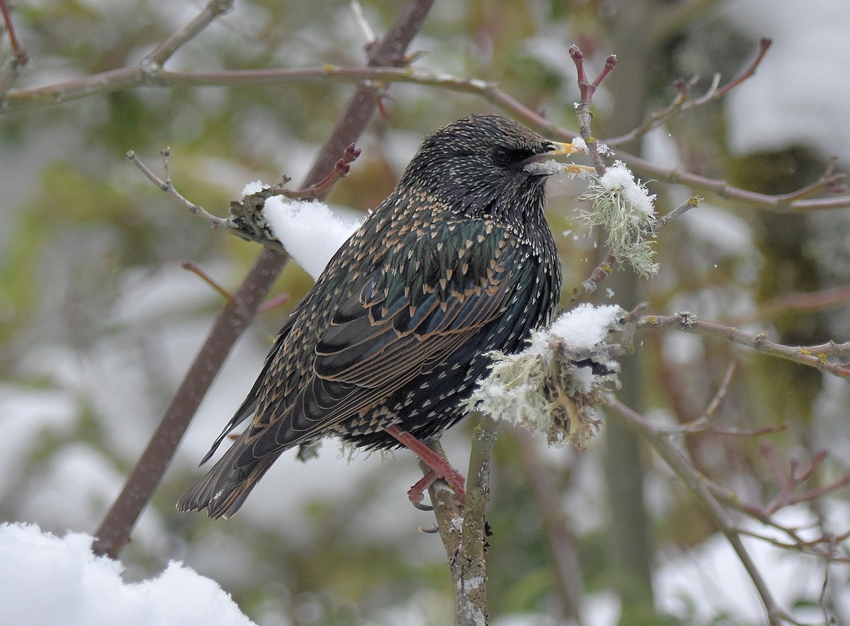 European Starling - ML400855761