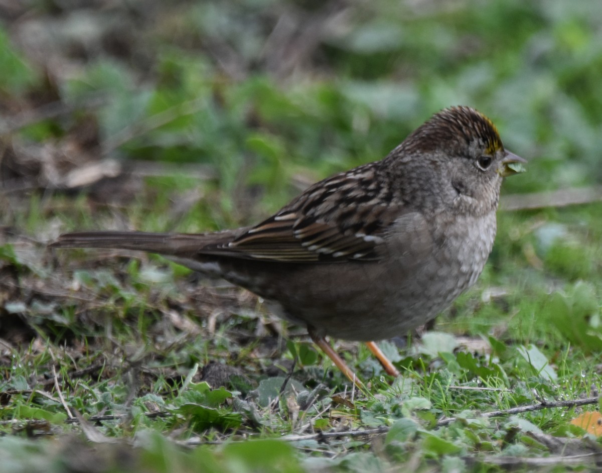 Golden-crowned Sparrow - ML400856221
