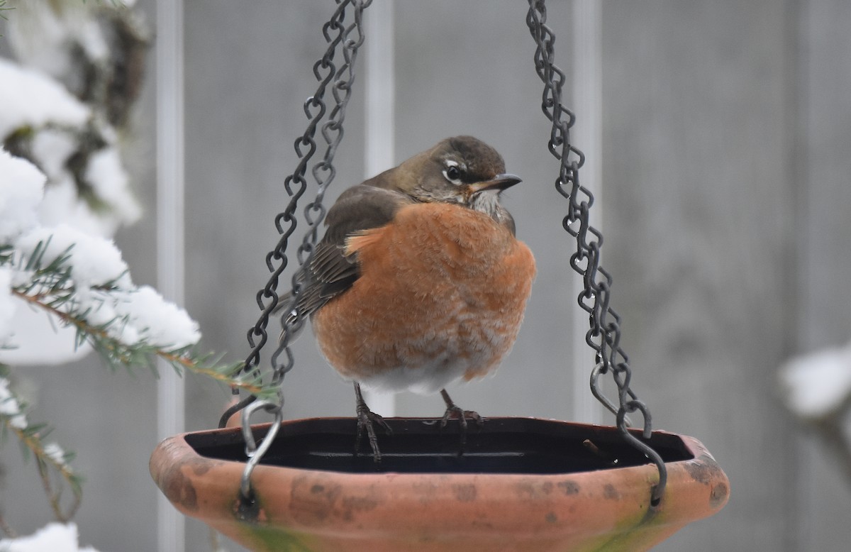 American Robin - ML400857181