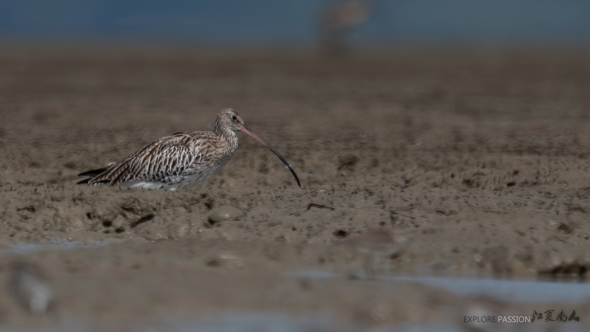 Eurasian Curlew - Wai Loon Wong