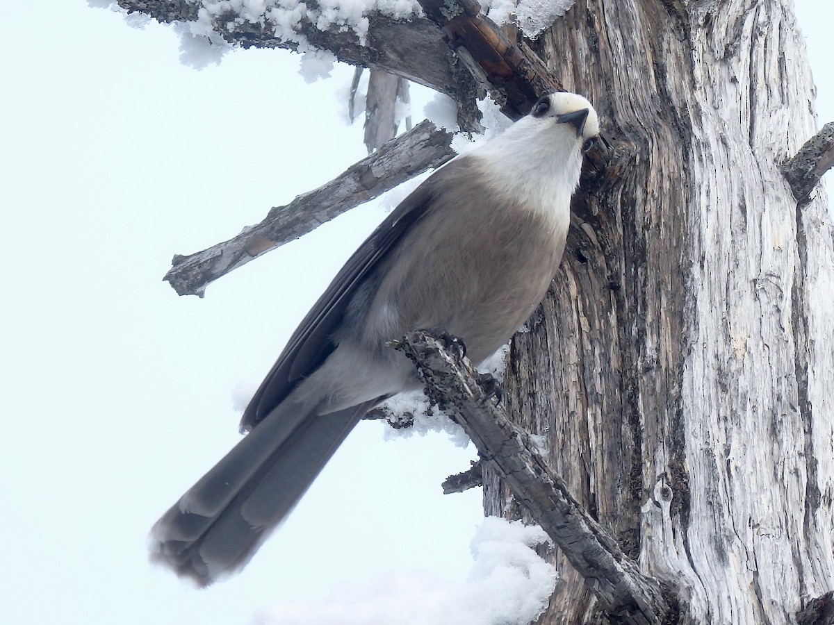 Canada Jay - Elaine Marie