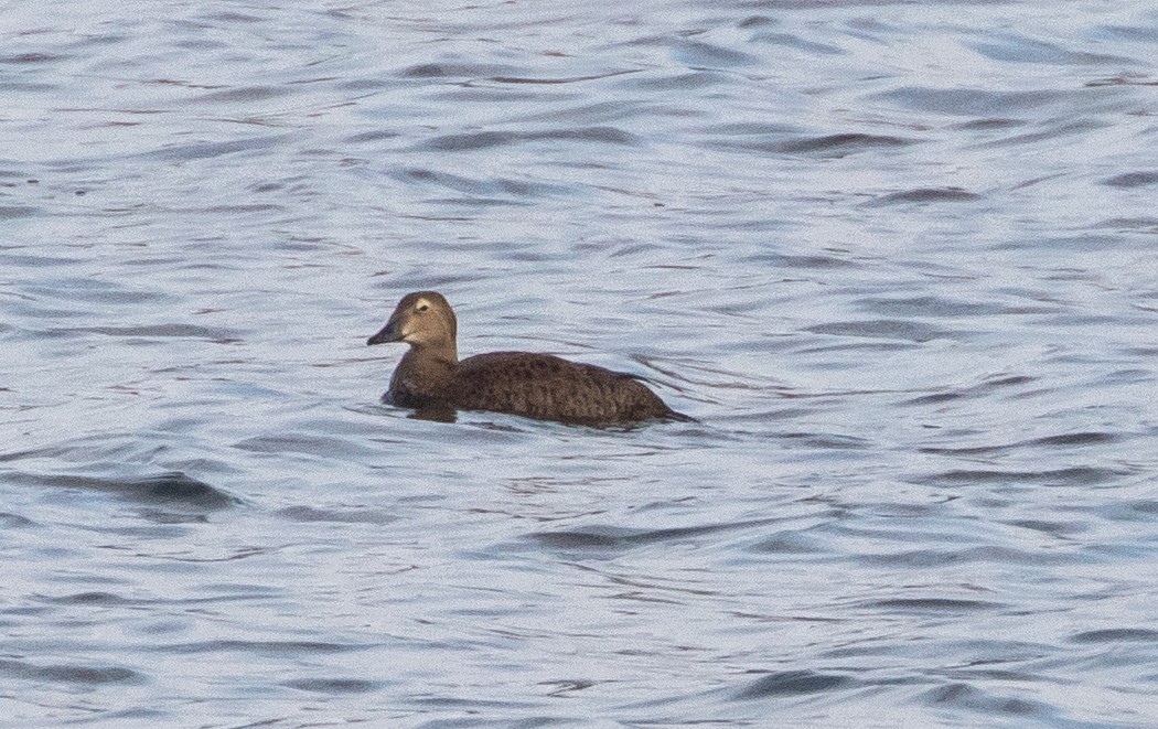 King Eider - Todd Mitchell