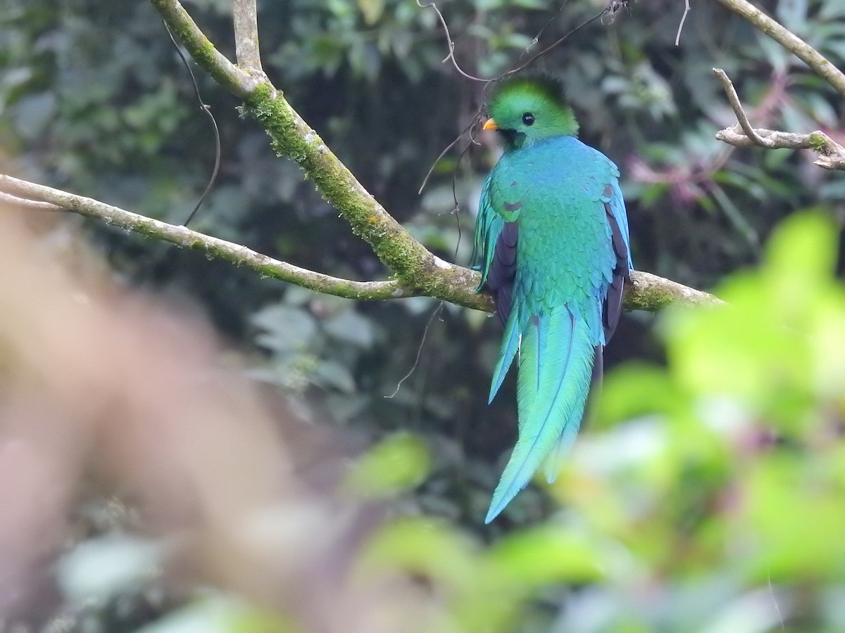 Resplendent Quetzal - ML400860641