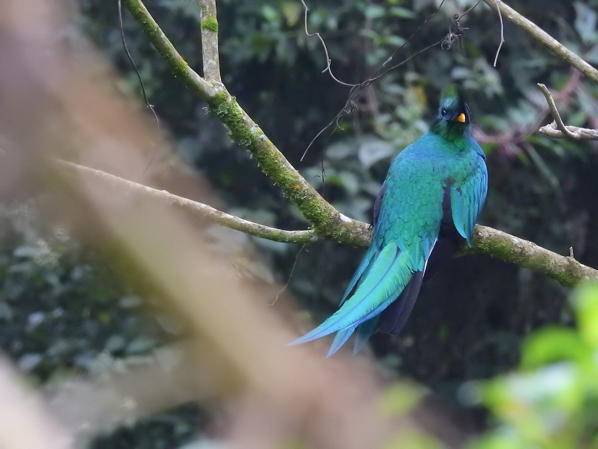 Quetzal resplendissant - ML400860821