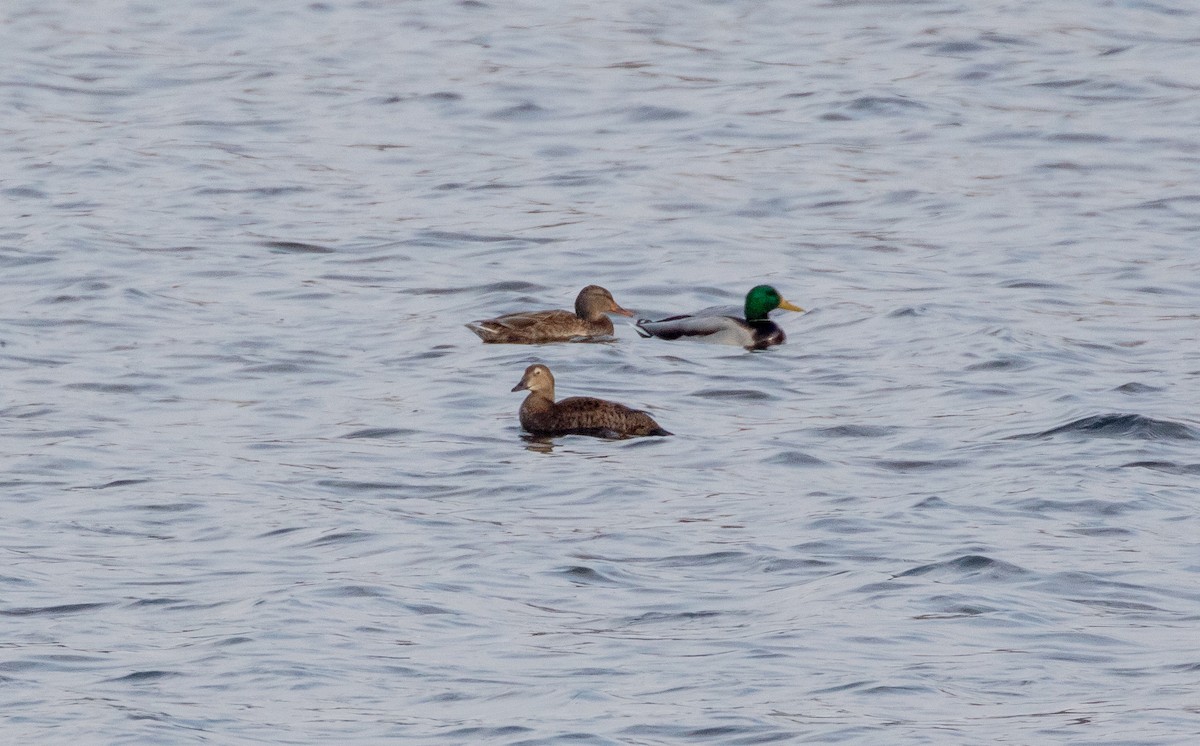 King Eider - Todd Mitchell