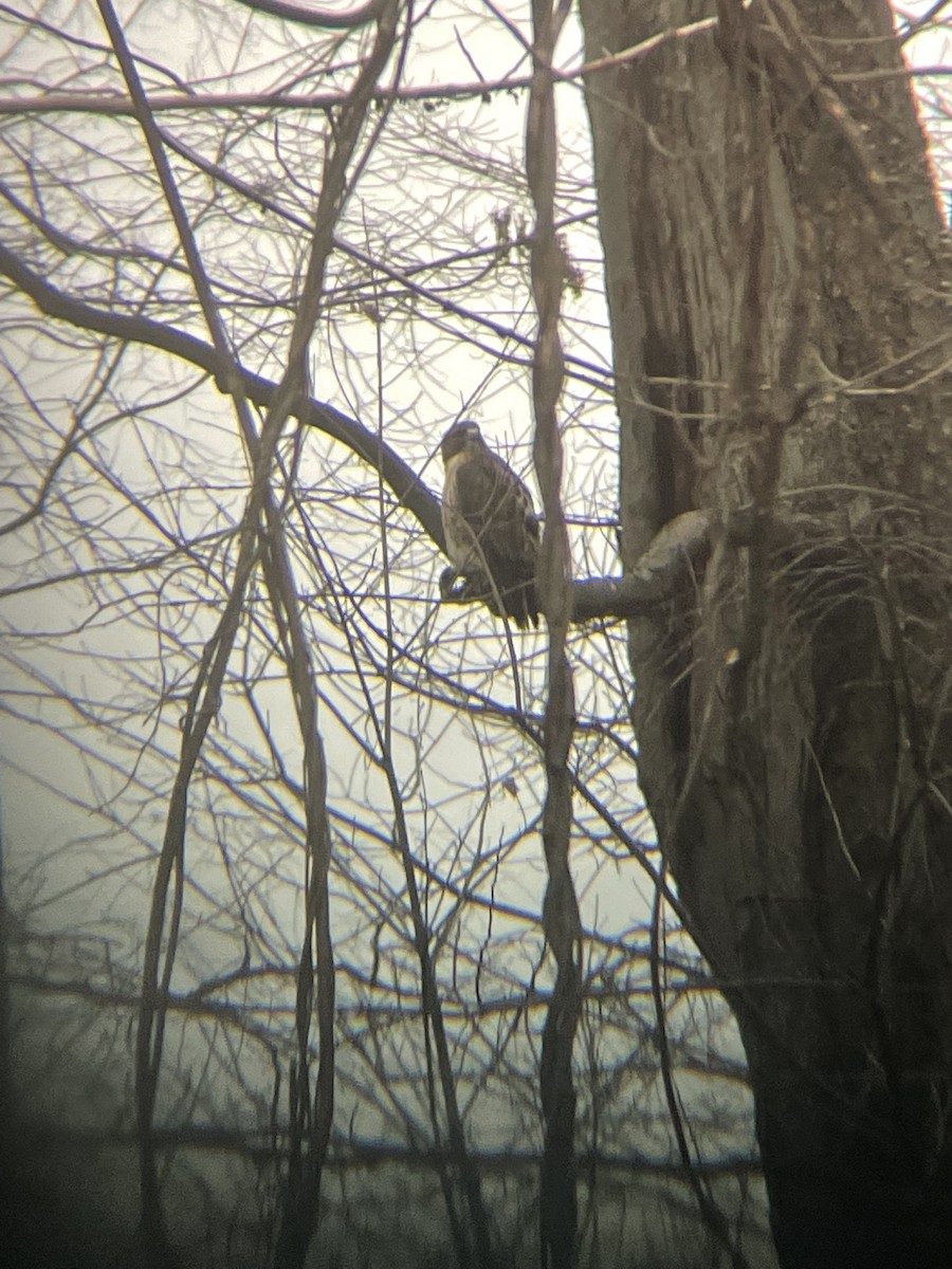 káně rudochvostá - ML400861511